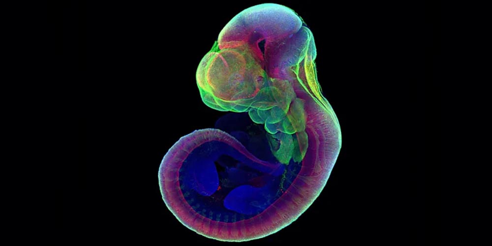 Впервые ученые вырастили эмбрион млекопитающего вне матки