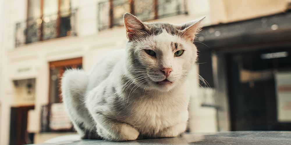 Найдена предварительная связь между инфекцией, распространяемой кошками, и шизофренией