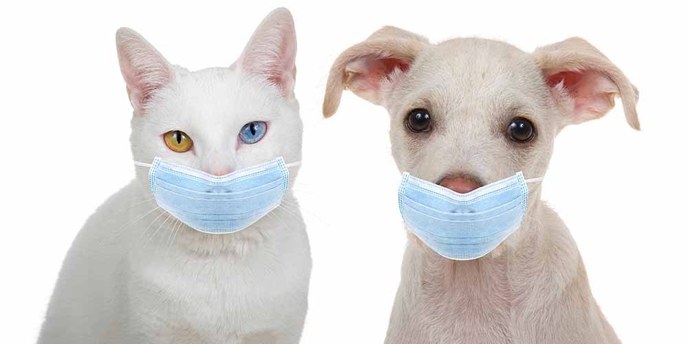 У собак и кошек, заражённых британским штаммом коронавируса, высокий риск миокардита