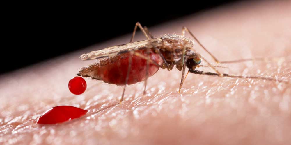 Малярия могла нести угрозу человечеству намного раньше, чем предполагалось