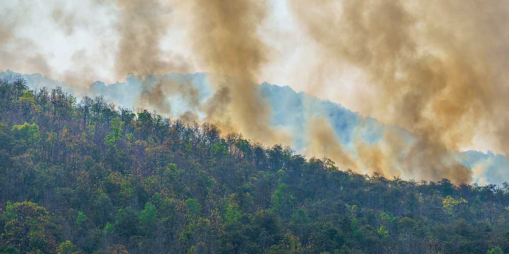 Дым от лесных пожаров провоцирует кожные заболевания