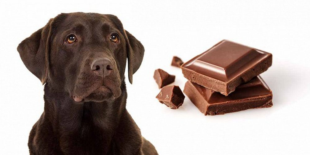 Собакам вреден шоколад
