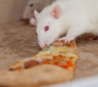 Мыши, которых с детства кормили фастфудом, стали глупее