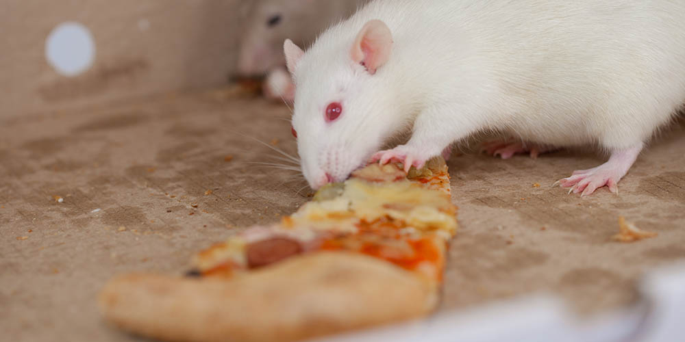 Мыши, которых с детства кормили фастфудом, стали глупее