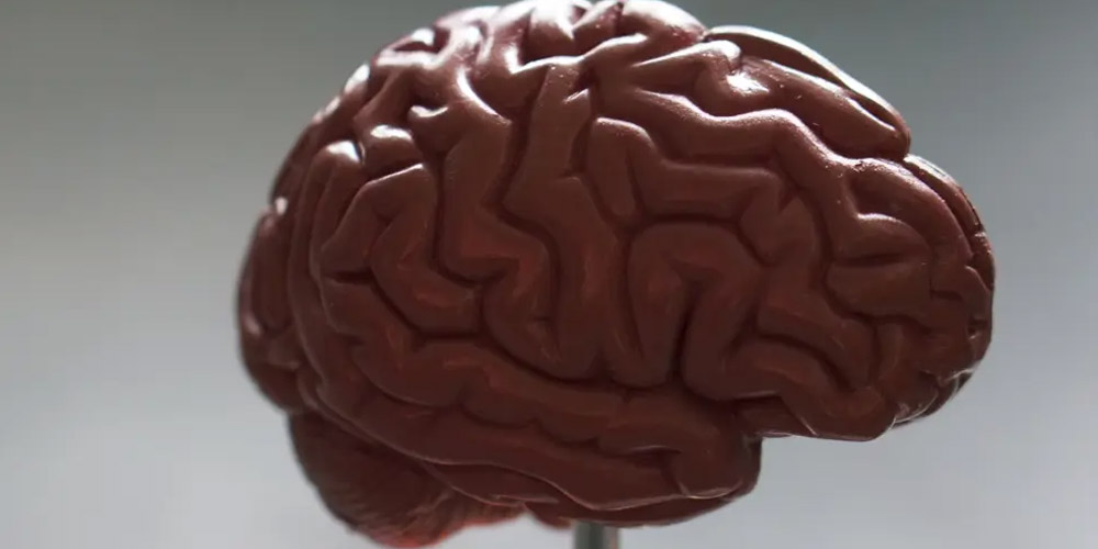 Ученым удалось напечатать на принтере живой мини-мозг