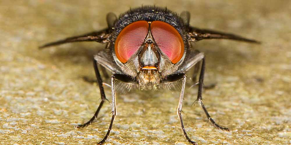 Комнатные мухи могут переносить SARS-CoV-2