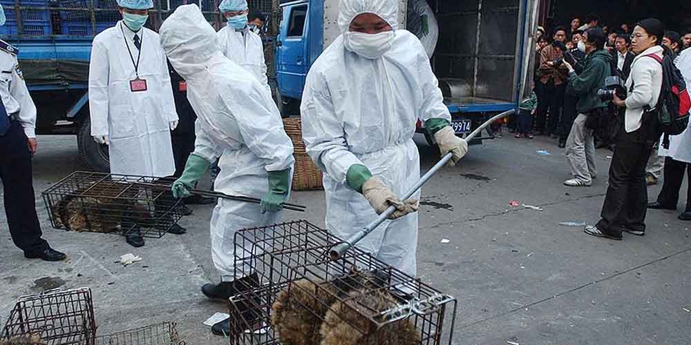ВОЗ призывает запретить продавать живых животных на продовольственных рынках