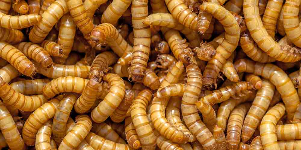 В Европе одобрили мучных червей в качестве продукта питания