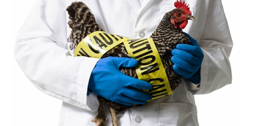 Эксперты считают, что птичий грипп может вызвать новую пандемию