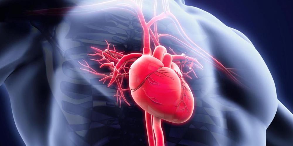 Ученые выяснили, почему рубцы на сердце после инсульта вызывают нарушение сердечного ритма