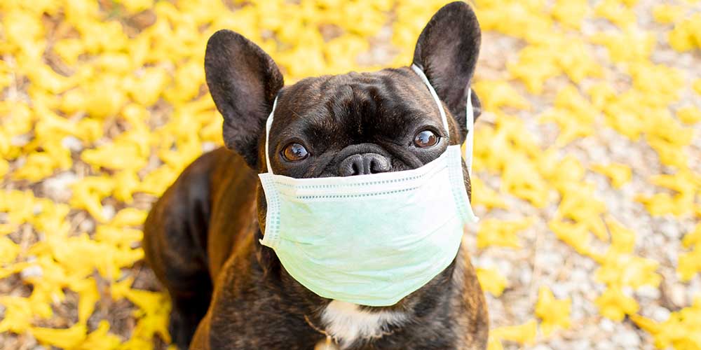 Обнаружен коронавирус, передающийся человеку от собак
