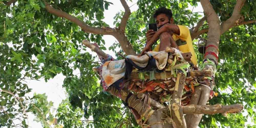 Студент провел самоизоляцию на дереве, чтобы не заразить близких коронавирусом