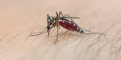 От высоты пола в доме зависит риск заражения малярией