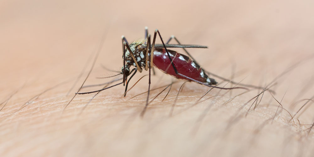 От высоты пола в доме зависит риск заражения малярией