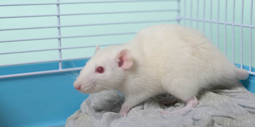 Самцы крыс смогли выносить и родить крысят