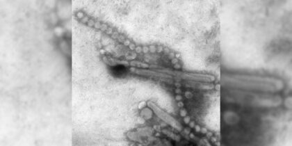 Обнаружены редкие варианты гена, которые повышают вероятность заражения птичьим гриппом H7N9