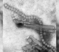 Виявили рідкісні варіанти гена, які підвищують вірогідність зараження пташиним грипом H7N9