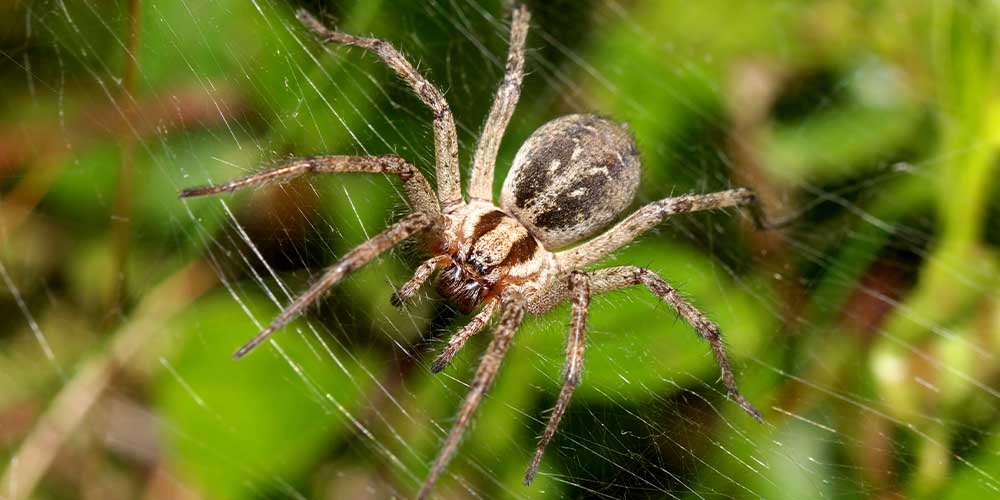 Яд паука может стать средством спасения при сердечном приступе