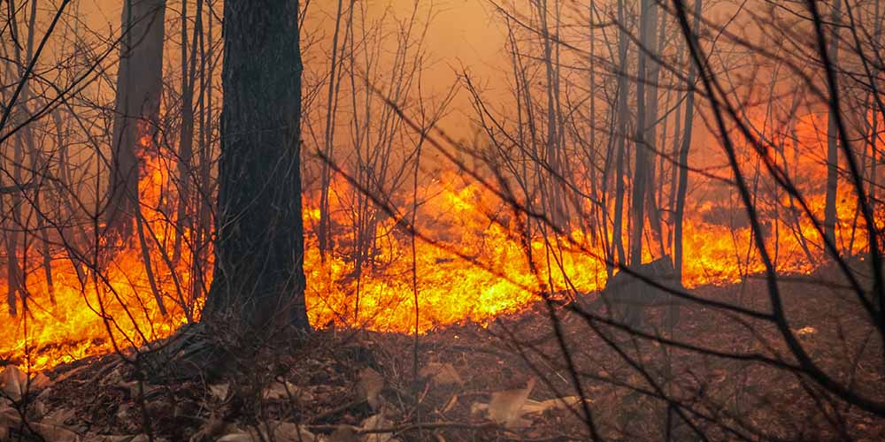 Дым от лесных пожаров влияет на заболеваемость COVID-19