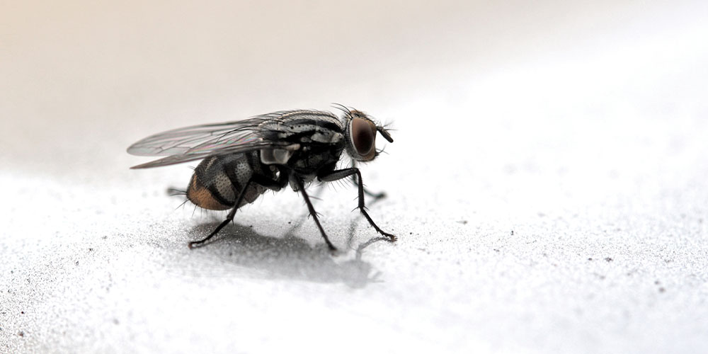 Одинокие мухи, как и одинокие люди, больше едят и меньше спят