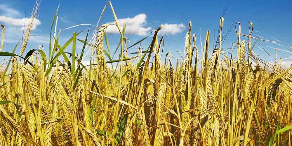 Рожь или пшеница: что лучше выбрать для похудения