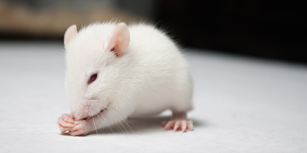 Мыши впадают в депрессию, если грустят их сородичи: это может быть применимо и к людям