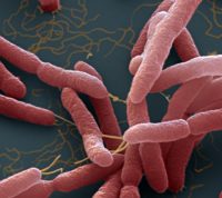 В США из-за бактерий в аромаспрее четыре человека заболели на мелиоидоз