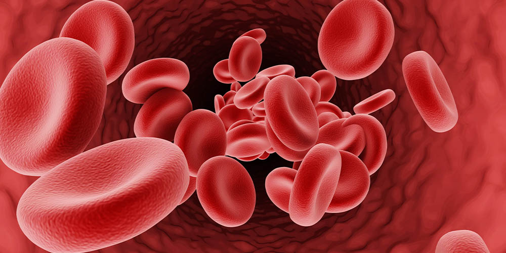 Какую роль красные кровяные тельца играют для иммунной системы