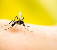 Нова інформація про імунітет удосконалить вакцини проти малярії