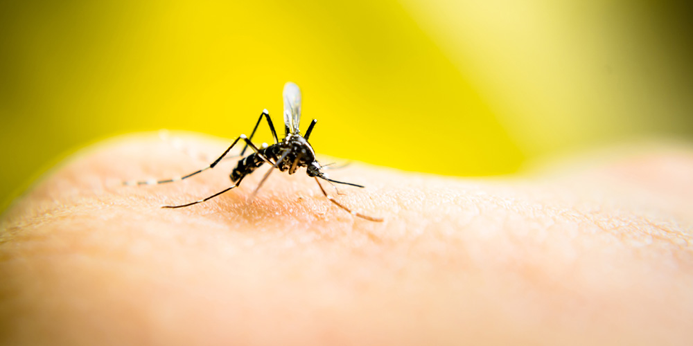Новая информация про иммунитет усовершенствует вакцины против малярии