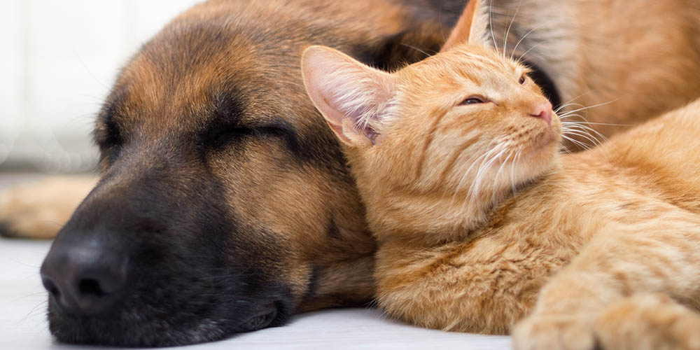 Ветеринары отметили рост случаев миокардита у кошек и собак