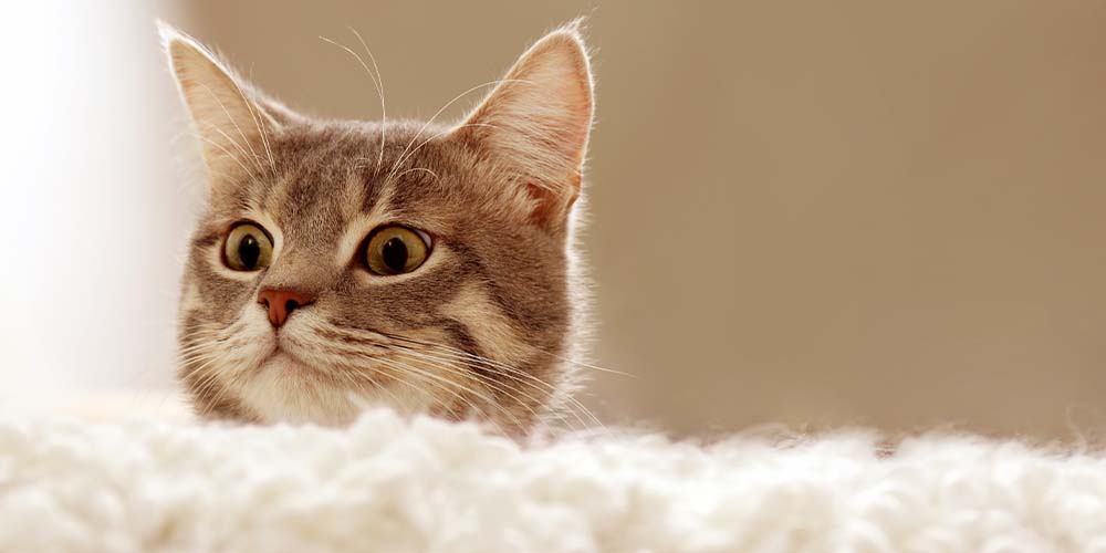 Ученые создали тест, который поможет выяcнить, является ли домашняя кошка психопатом
