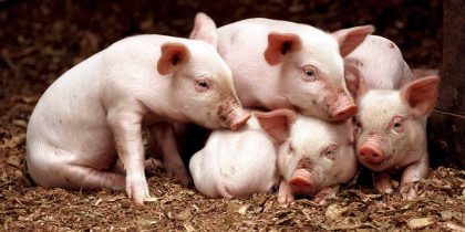 Клеточный ответ способен защитить свиней от COVID-19