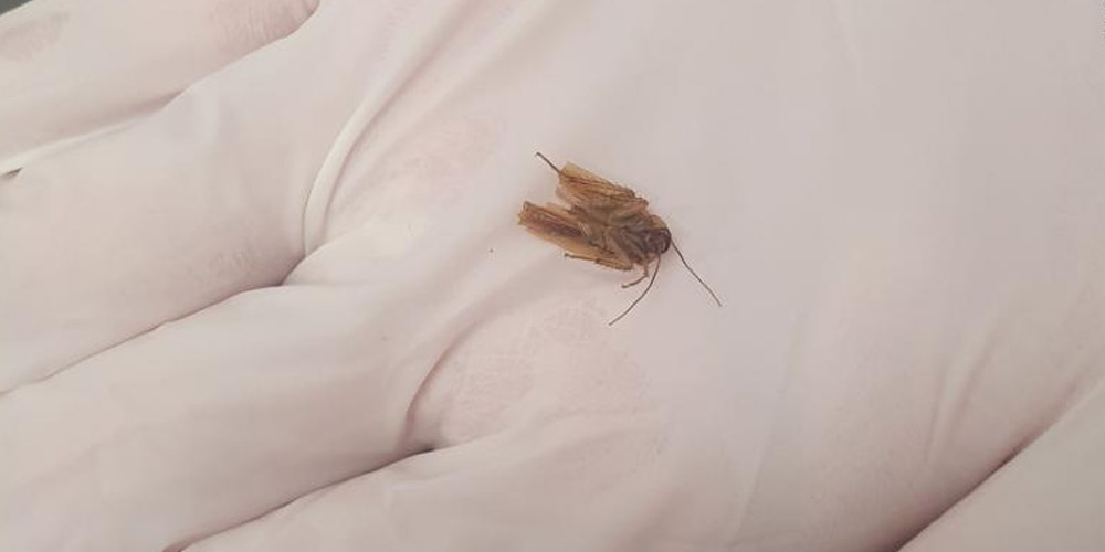 В ухе жителя Новой Зеландии три дня прожил таракан