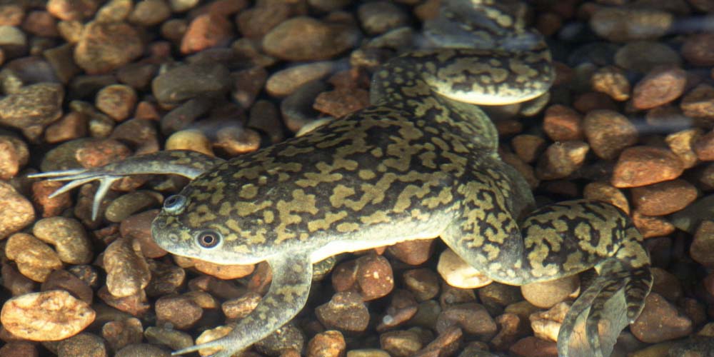 Вченим вдалося відростити жабі ампутовану лапку