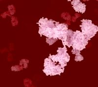 Антитіла після COVID-19 можуть атакувати здорові клітини: вчені