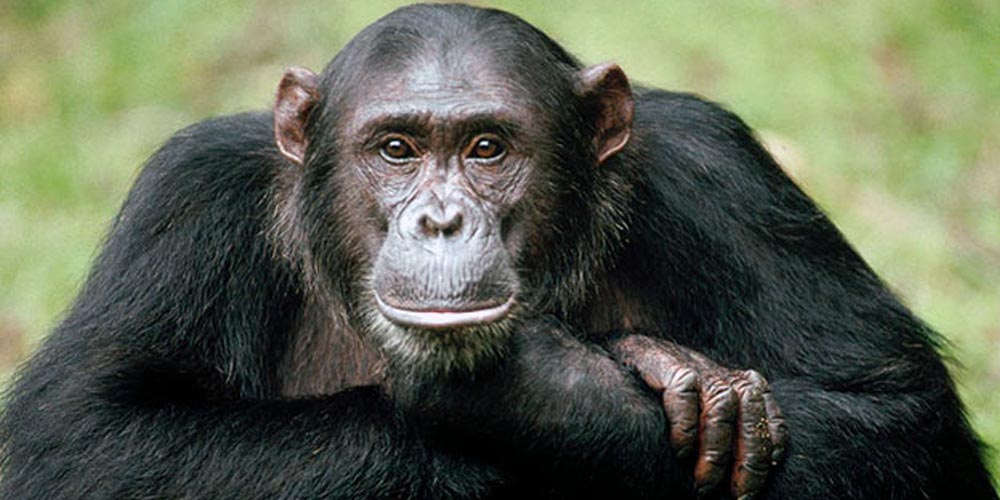 Шимпанзе прикладывают к ранам насекомых: люди хотят перенять их опыт