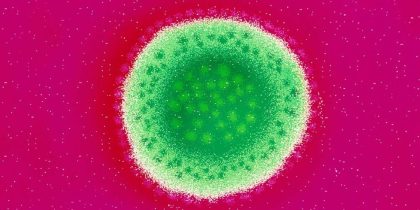 В Великобритании зафиксировали случаи очень редкого вируса